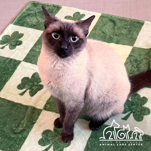 BECKY, Adoptable, Young Female Siamese.