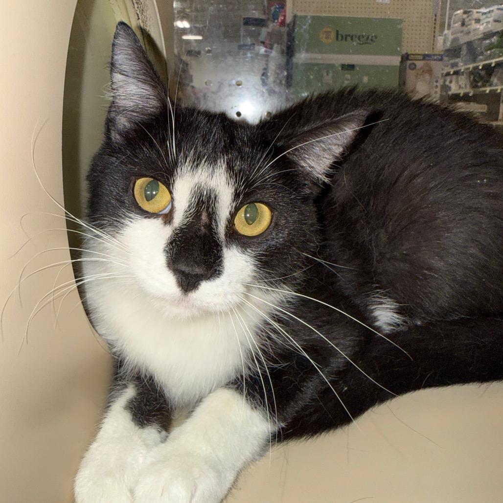 Sopresa, a Adoptable Domestic Short Hair in Aberdeen, NC image 1/6