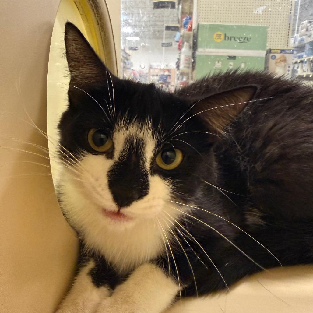Sopresa, a Adoptable Domestic Short Hair in Aberdeen, NC image 2/6
