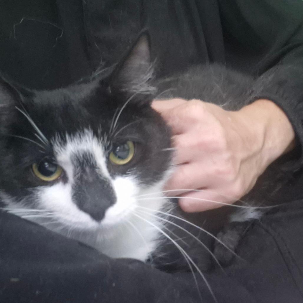 Sopresa, a Adoptable Domestic Short Hair in Aberdeen, NC image 3/6