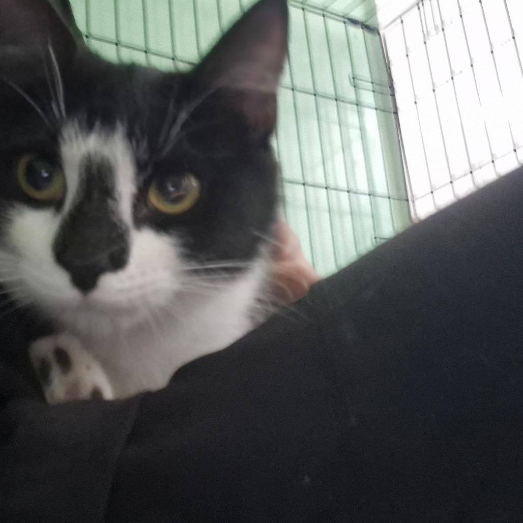 Sopresa, a Adoptable Domestic Short Hair in Aberdeen, NC image 4/6