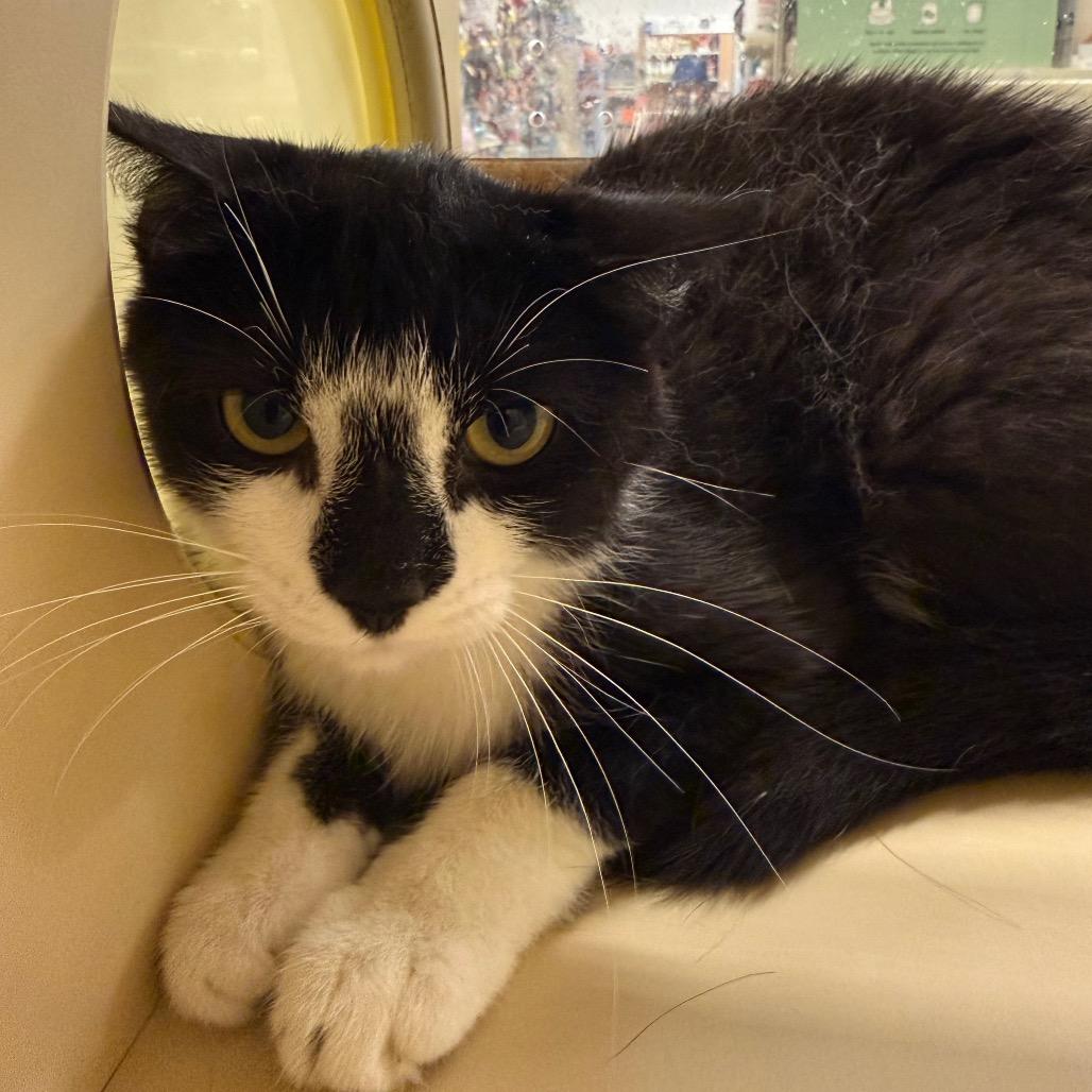 Sopresa, a Adoptable Domestic Short Hair in Aberdeen, NC image 5/6