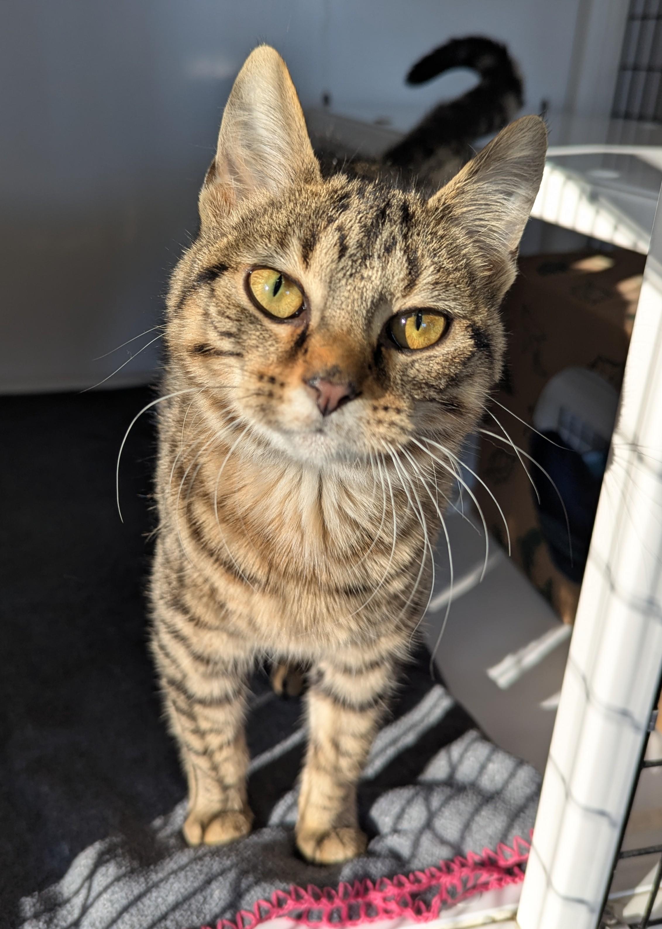 Family Dollar, adopted, Young Female Domestic Short Hair.