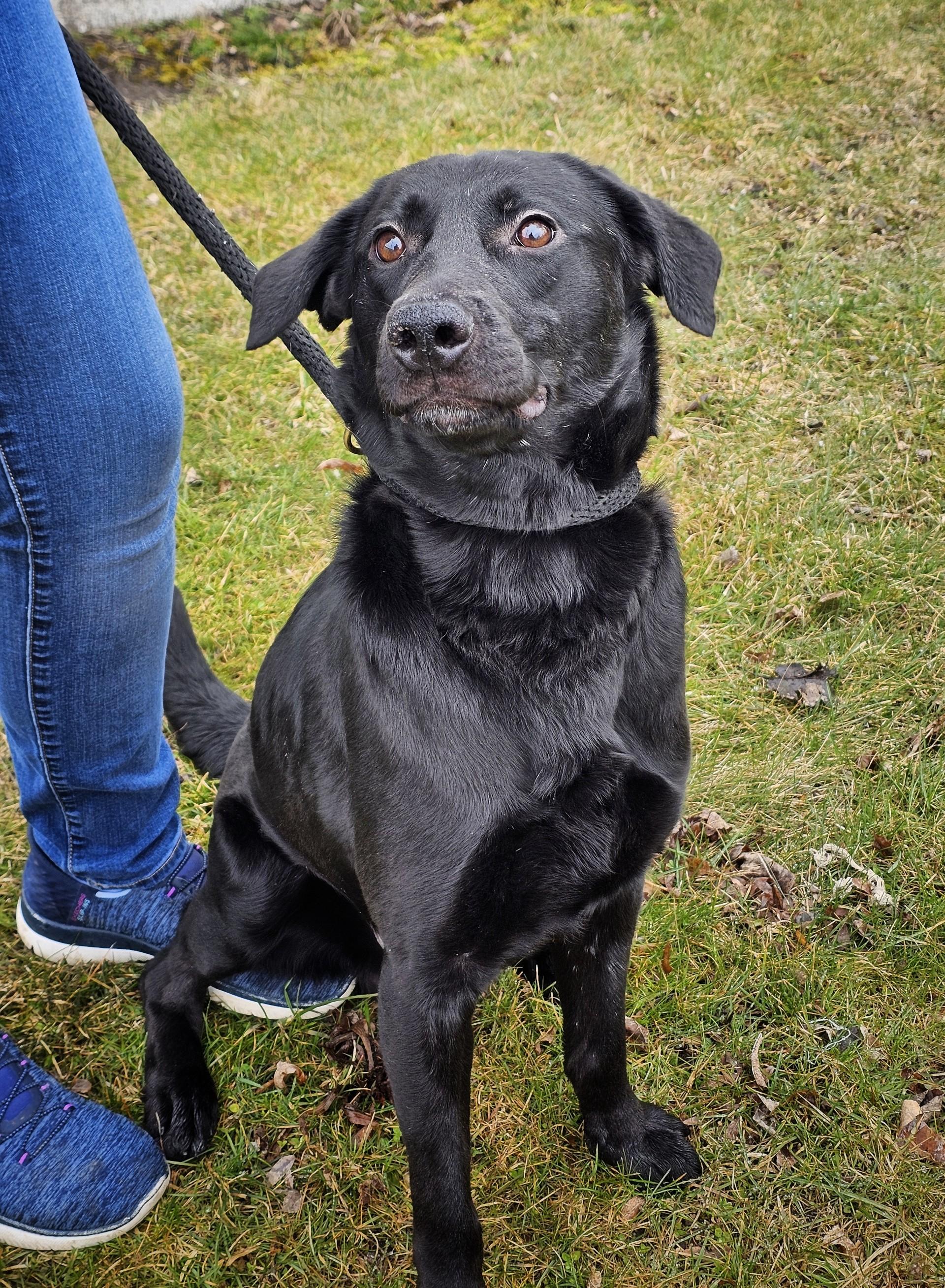 Enlarge Hashbrown, a ADOPTABLE mixed breed in Bay City, MI image 3/3