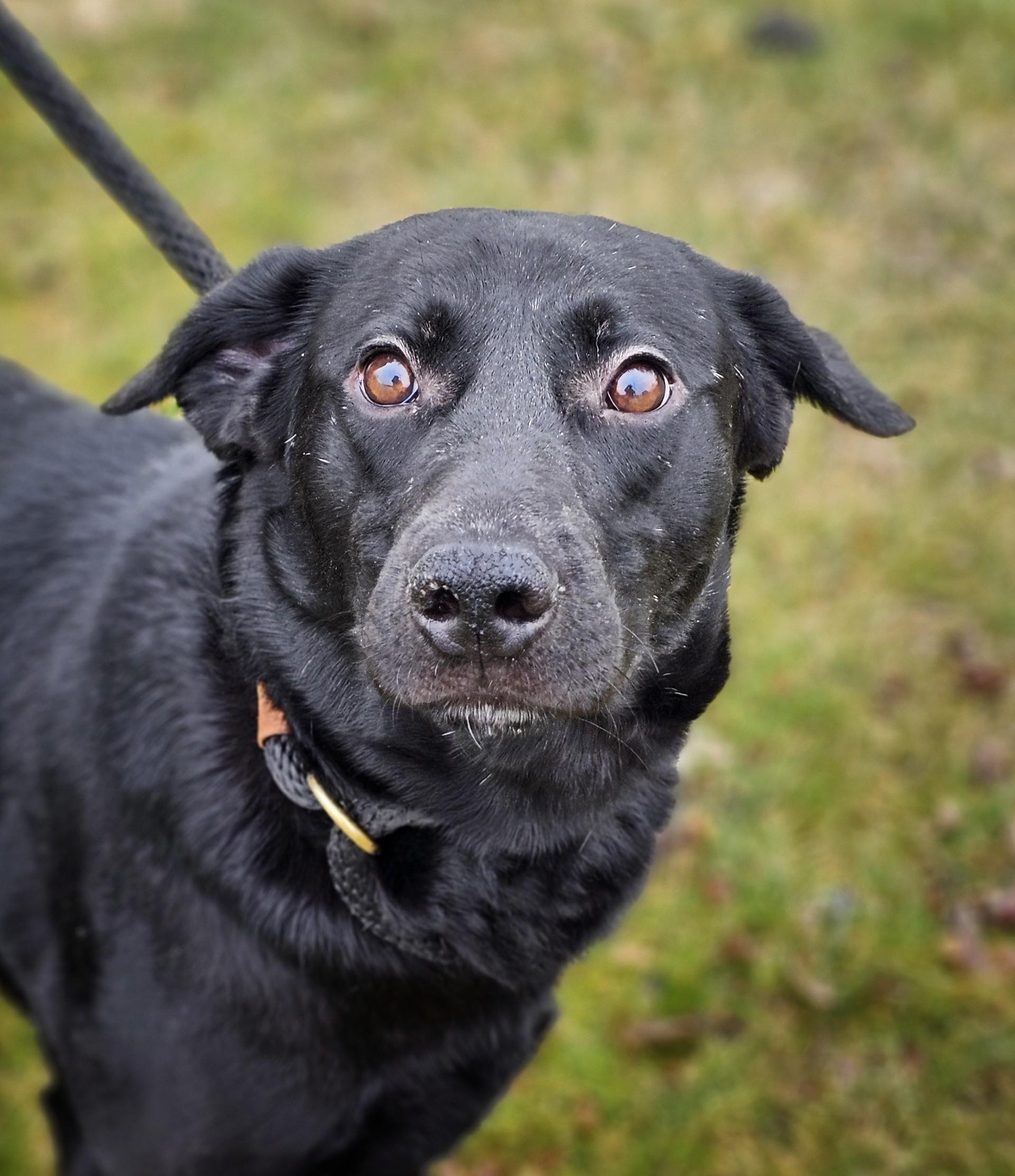 Enlarge Hashbrown, a ADOPTABLE mixed breed in Bay City, MI image 2/3