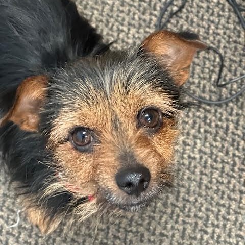 Enlarge Costanza, a ADOPTABLE mixed breed in Midlothian, VA image 5/5