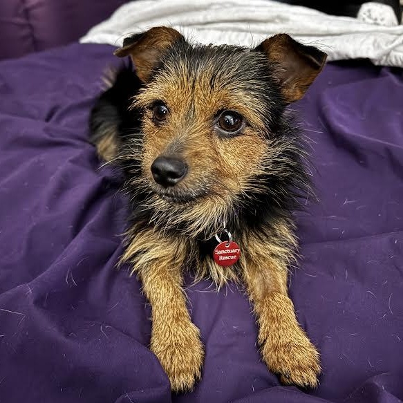 Costanza, ADOPTABLE, Adult Male Yorkshire Terrier.