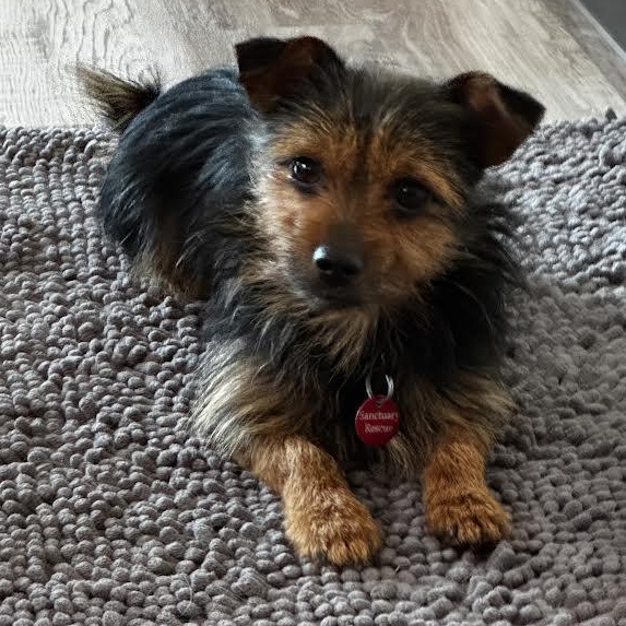 Enlarge Costanza, a ADOPTABLE mixed breed in Midlothian, VA image 4/5