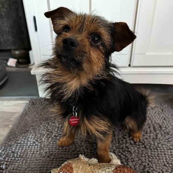 Enlarge Costanza, a ADOPTABLE mixed breed in Midlothian, VA image 3/5