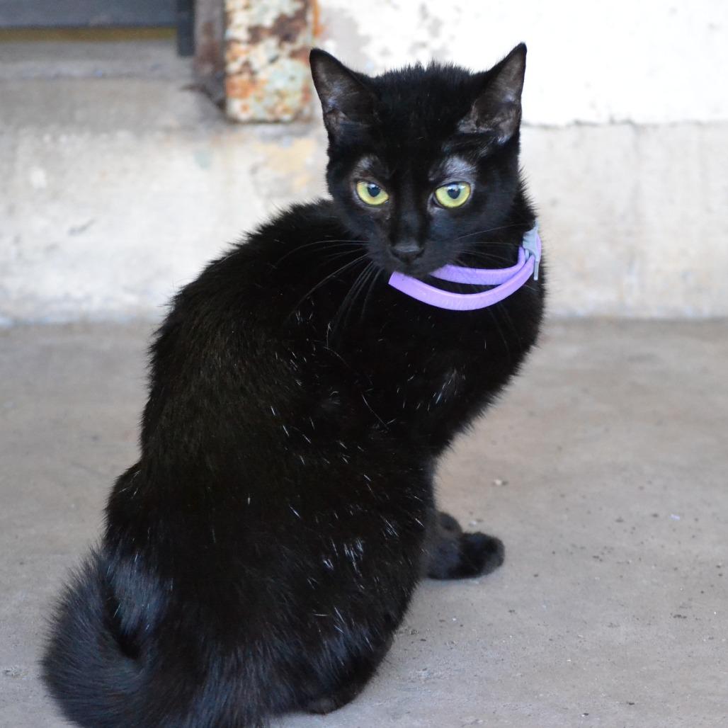 Sissy, a Adoptable mixed breed in Madisonville, KY image 1/2