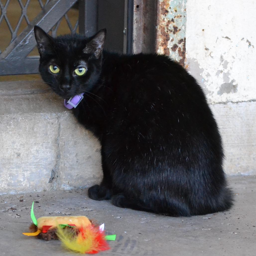 Sissy, a Adoptable mixed breed in Madisonville, KY image 2/2