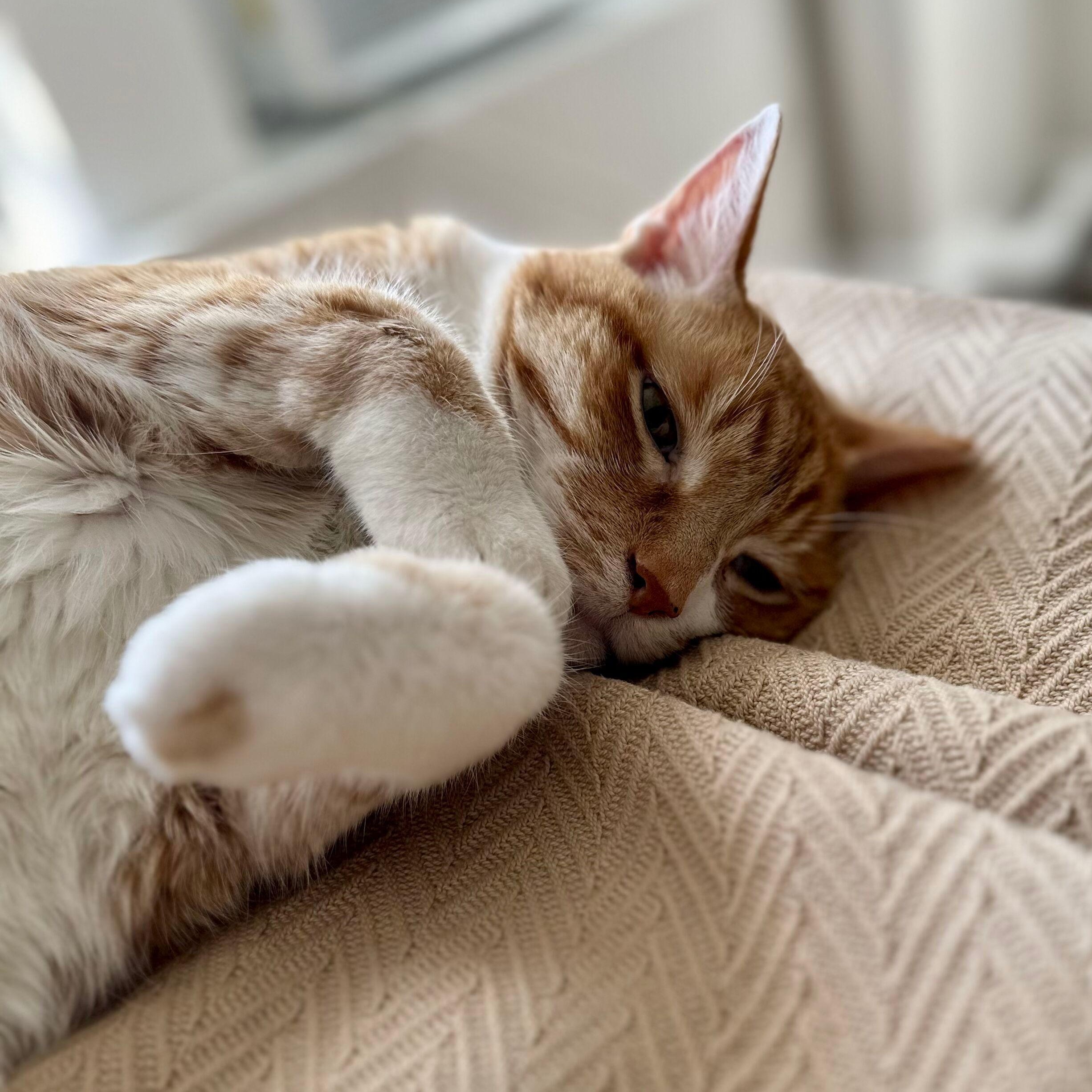 Enlarge Skittles, a Adoptable mixed breed in Chicago, IL image 6/6