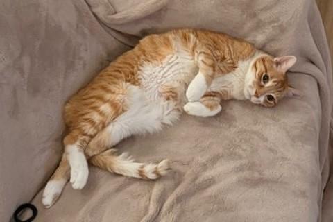 Enlarge Skittles, a Adoptable mixed breed in Chicago, IL image 3/6