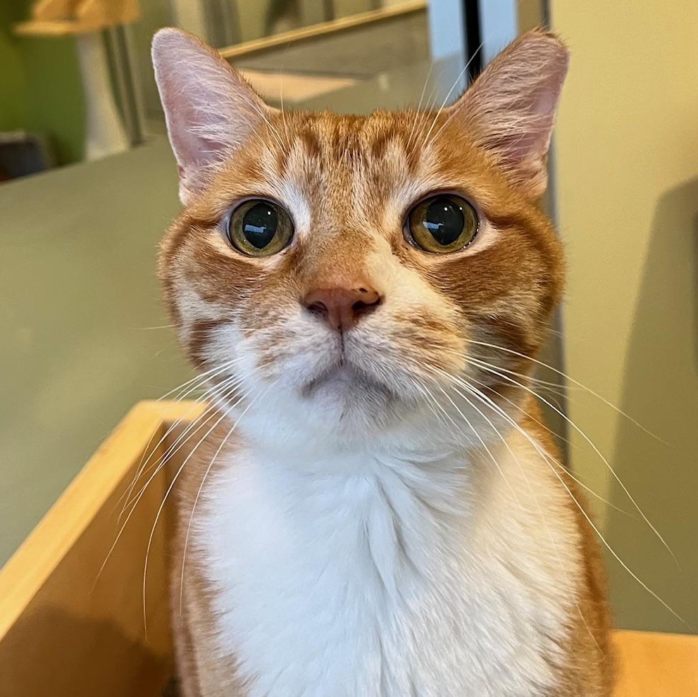 Enlarge Skittles, a Adoptable mixed breed in Chicago, IL image 1/6