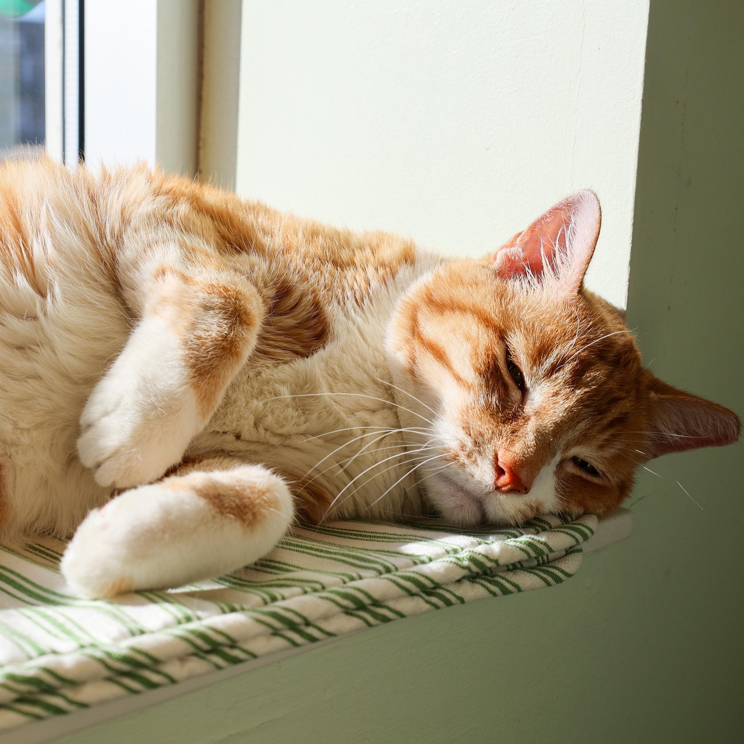 Enlarge Skittles, a Adoptable mixed breed in Chicago, IL image 4/6