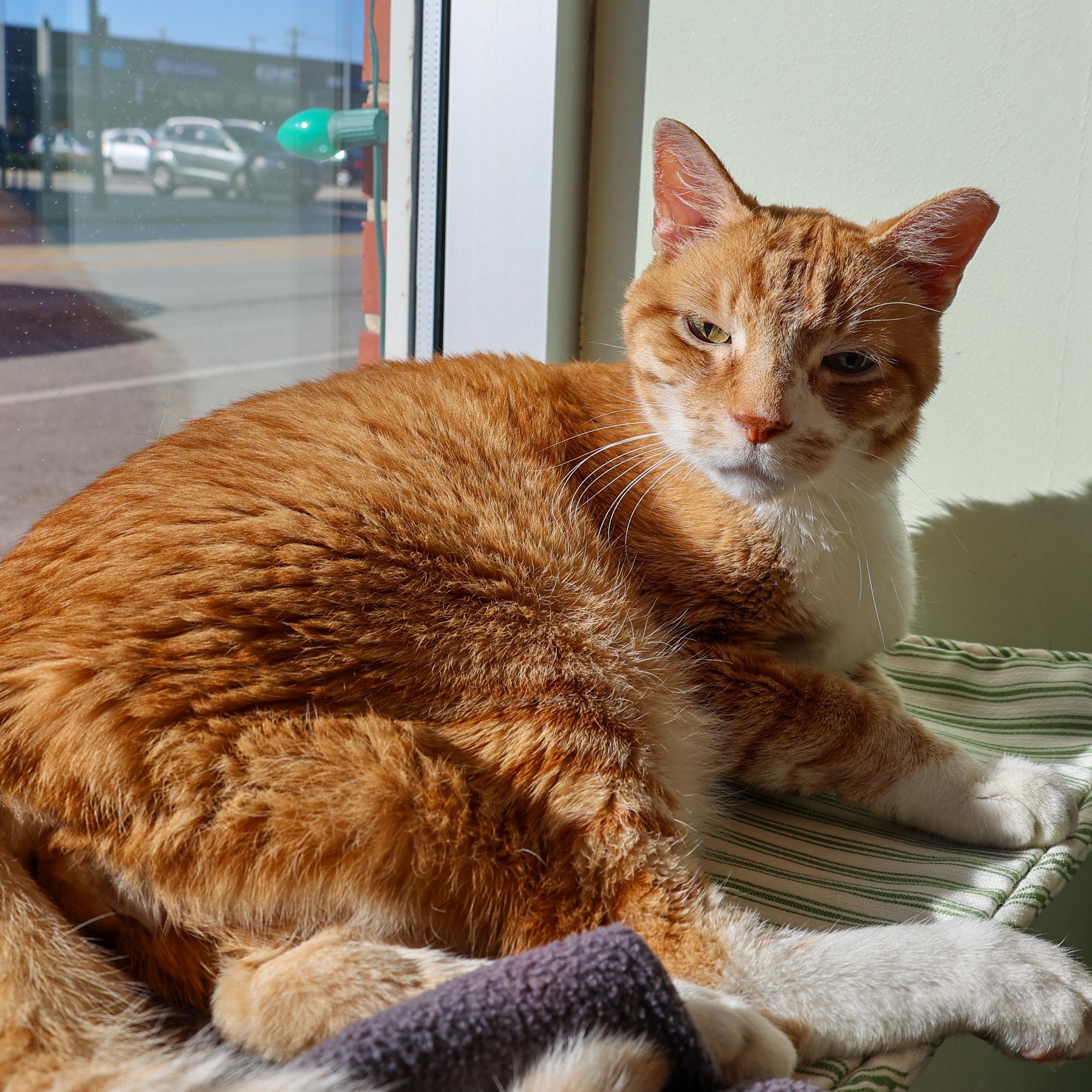 Enlarge Skittles, a Adoptable mixed breed in Chicago, IL image 2/6