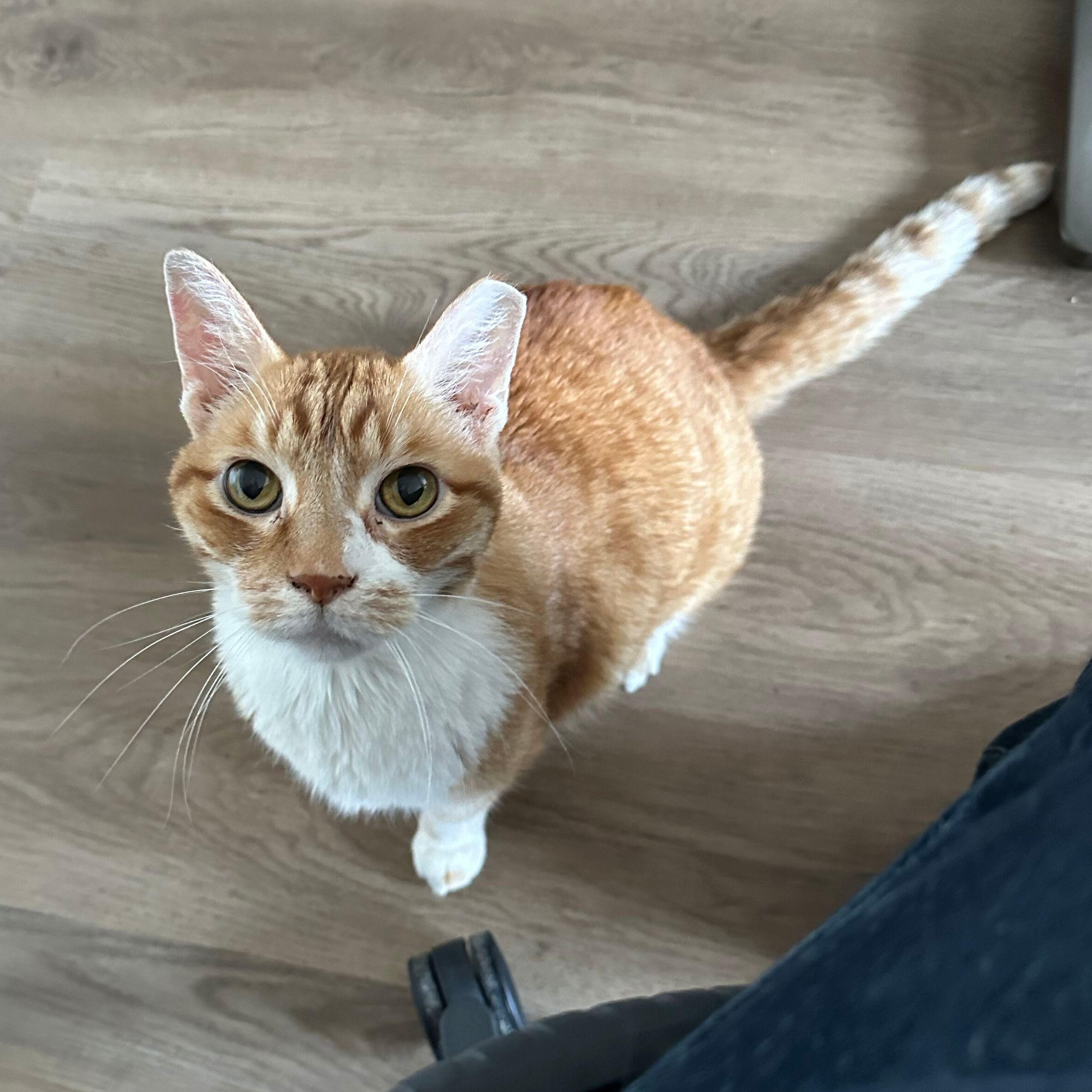 Enlarge Skittles, a Adoptable mixed breed in Chicago, IL image 5/6