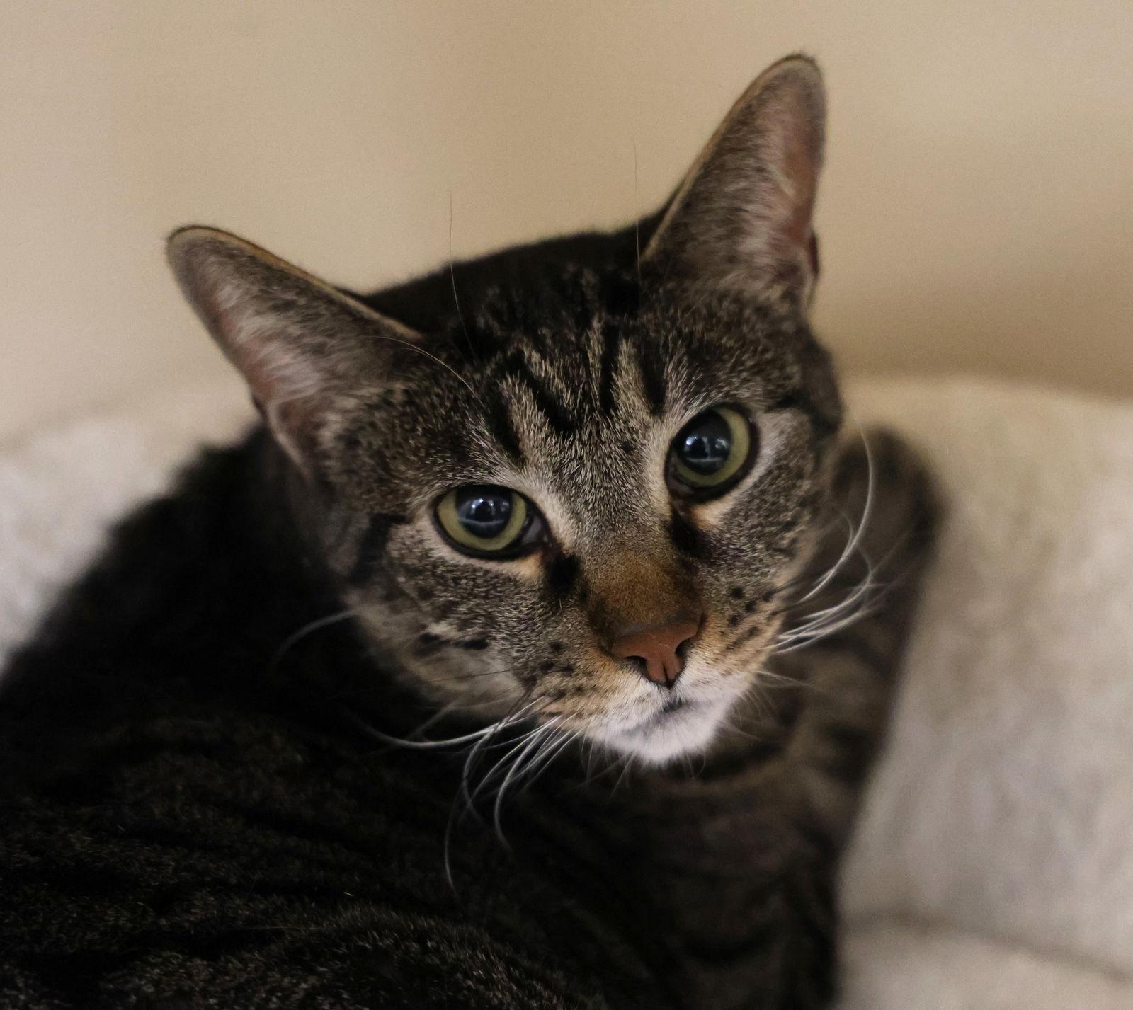 Aaron RM, a Adopted Domestic Short Hair in Rockaway, NJ image 1/3