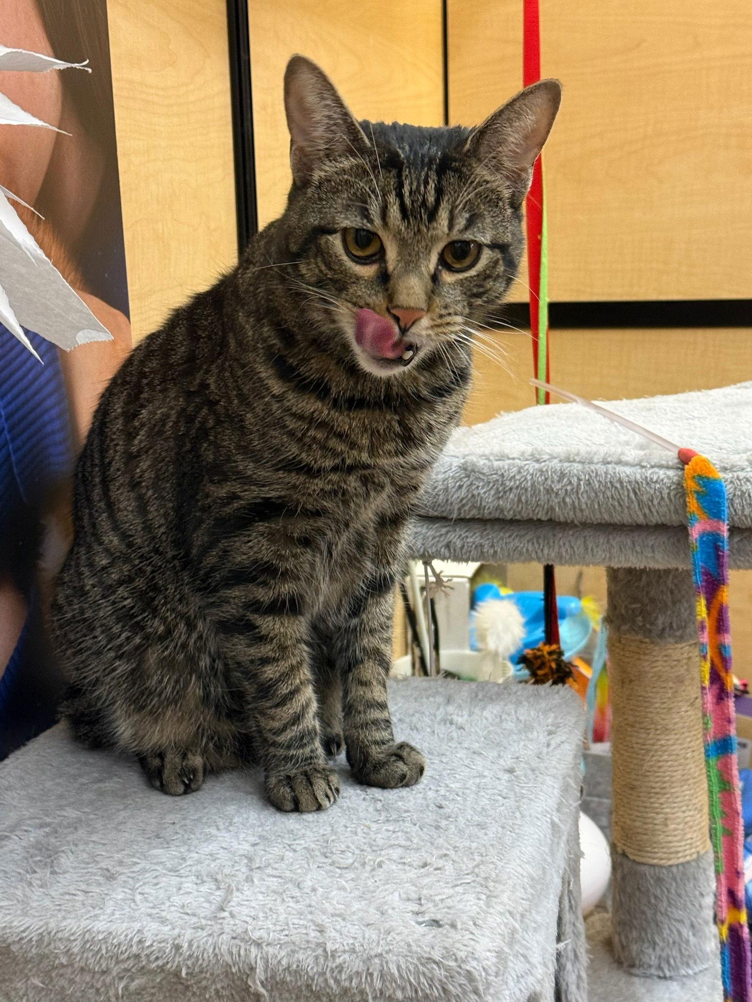 Aaron RM, a Adopted Domestic Short Hair in Rockaway, NJ image 2/3