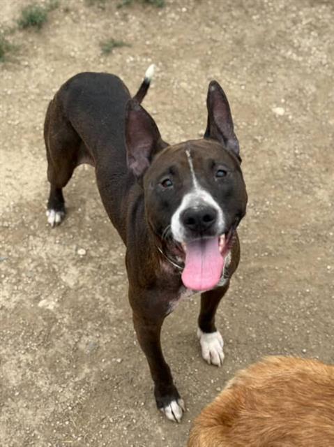 BELLA, Adoptable, Young Female Pit Bull Terrier & Mixed Breed.