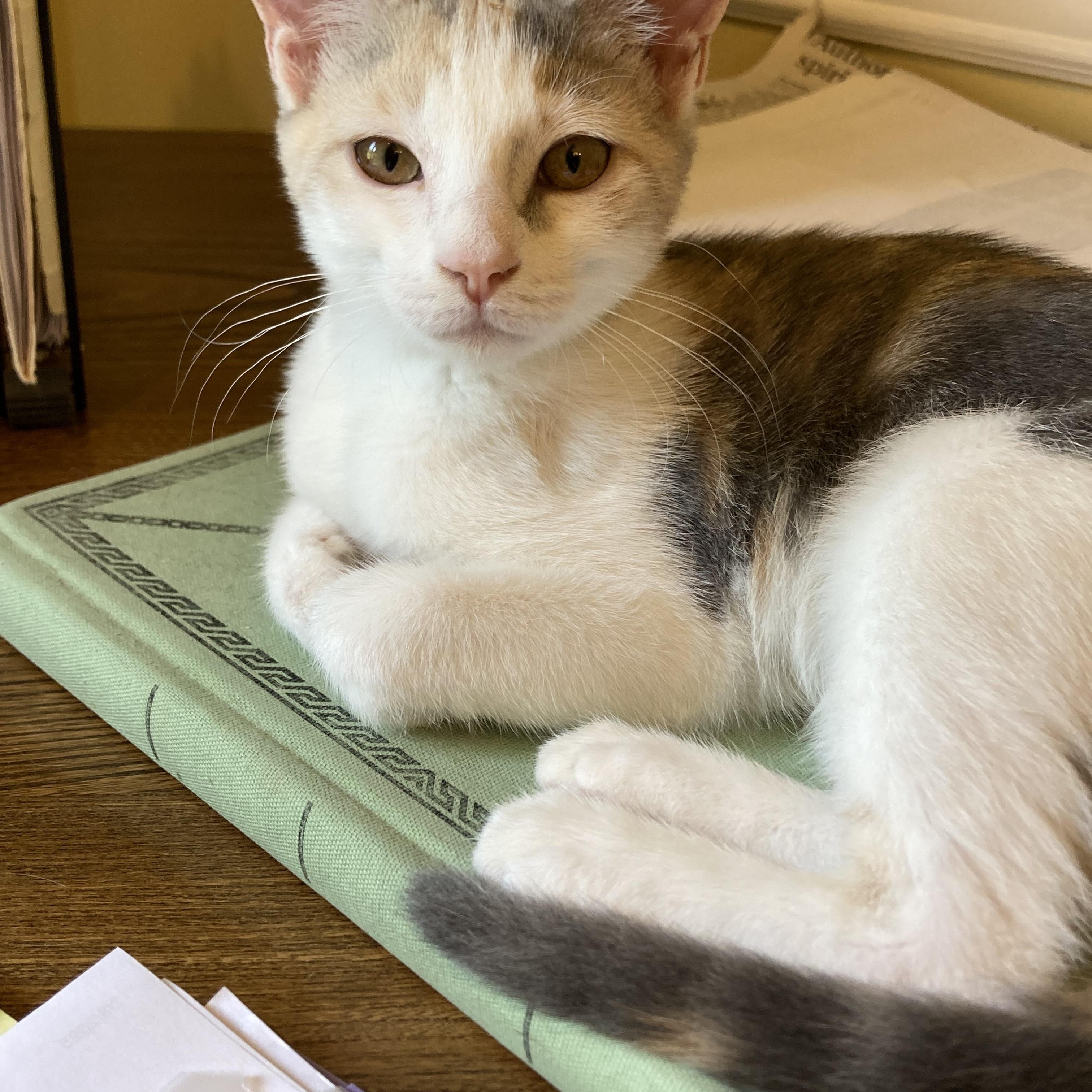 Enlarge Vera, a Adoptable Domestic Short Hair in Knoxville, TN image 4/5