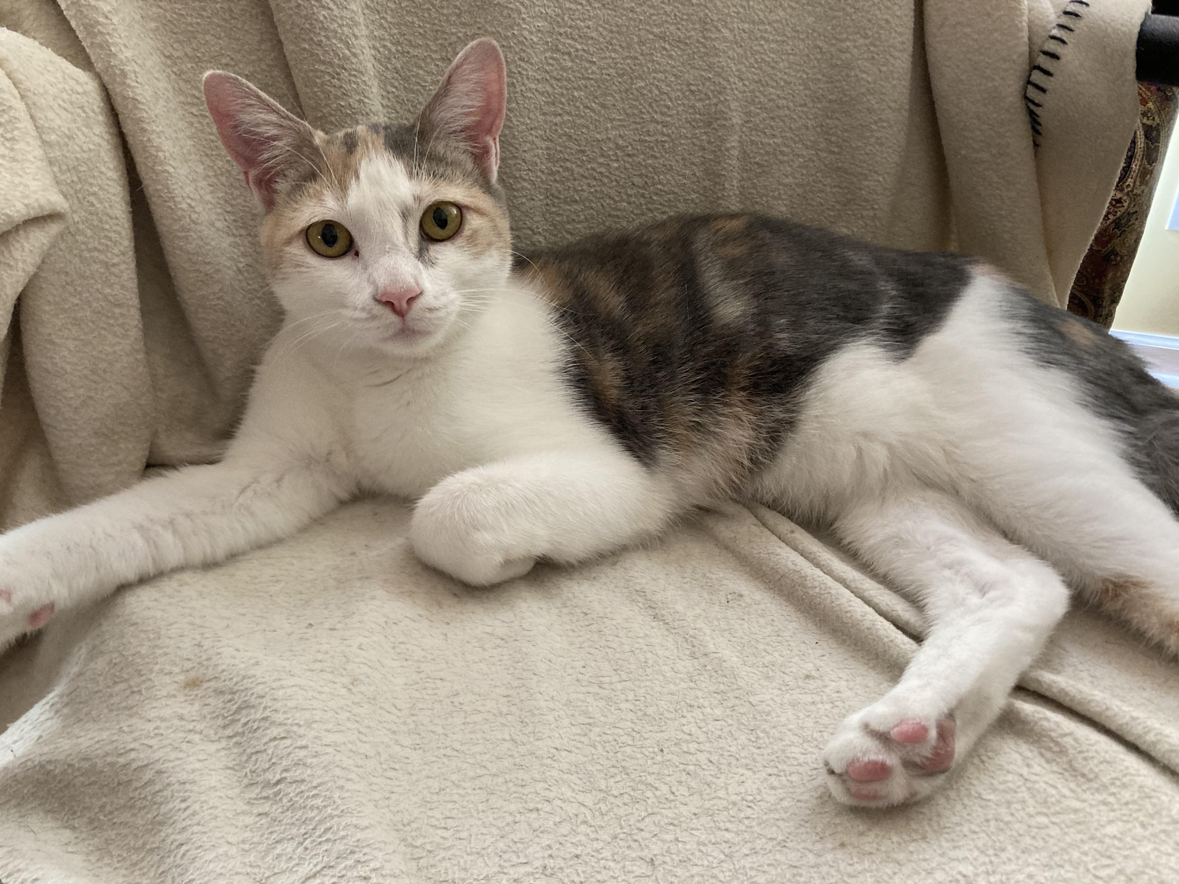 Enlarge Vera, a Adoptable Domestic Short Hair in Knoxville, TN image 2/5