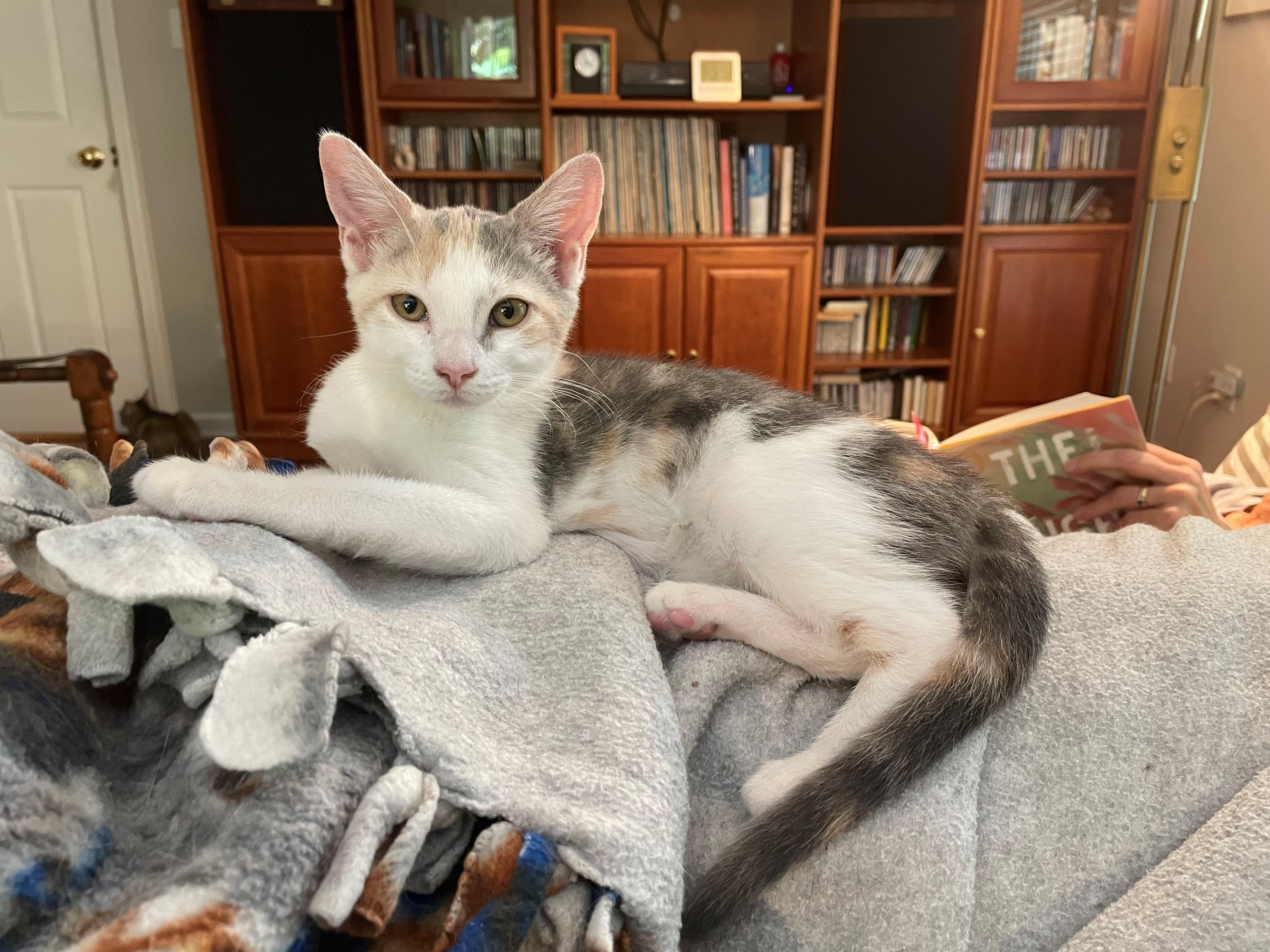 Enlarge Vera, a Adoptable Domestic Short Hair in Knoxville, TN image 5/5