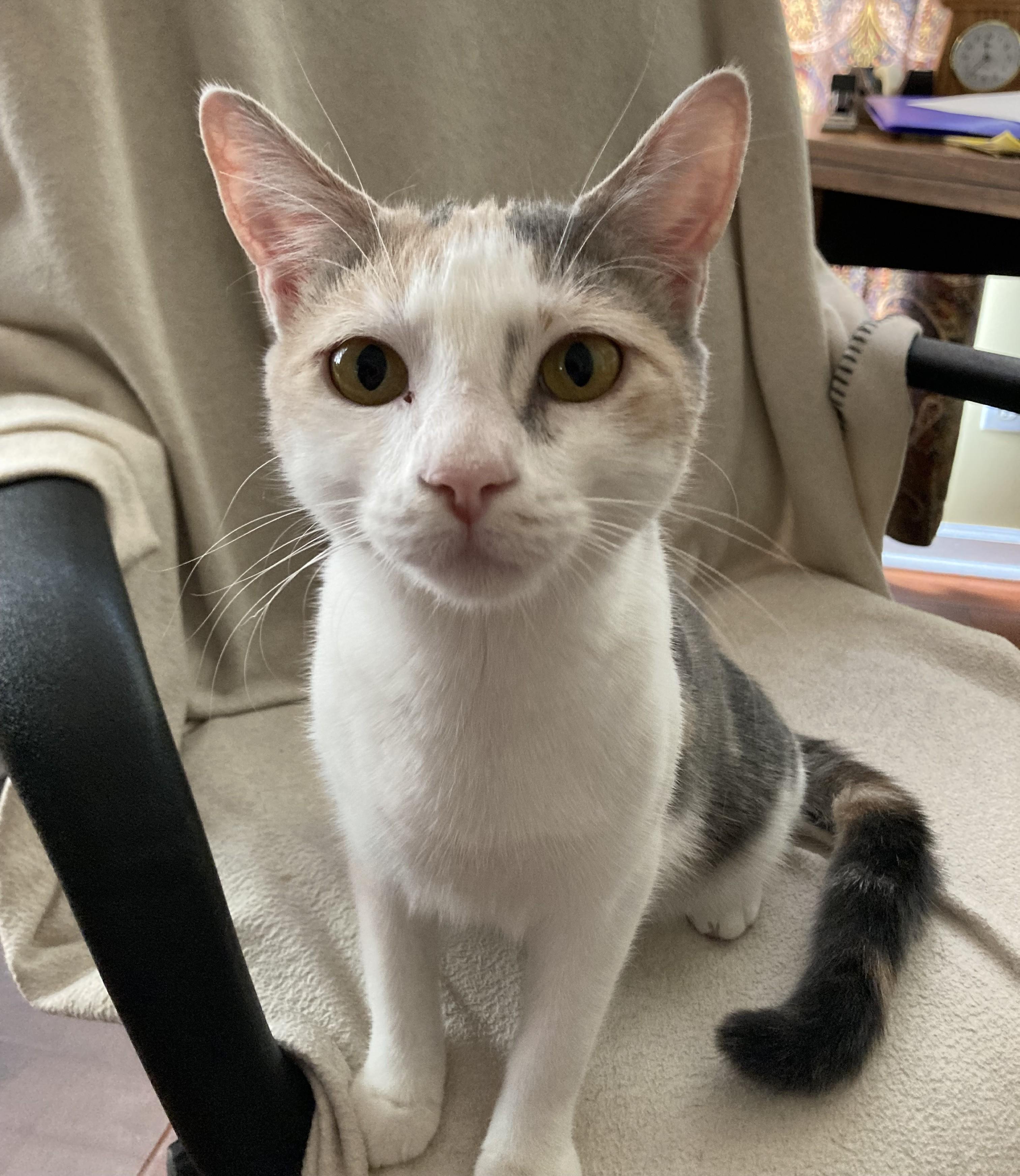 Enlarge Vera, a Adoptable Domestic Short Hair in Knoxville, TN image 1/5