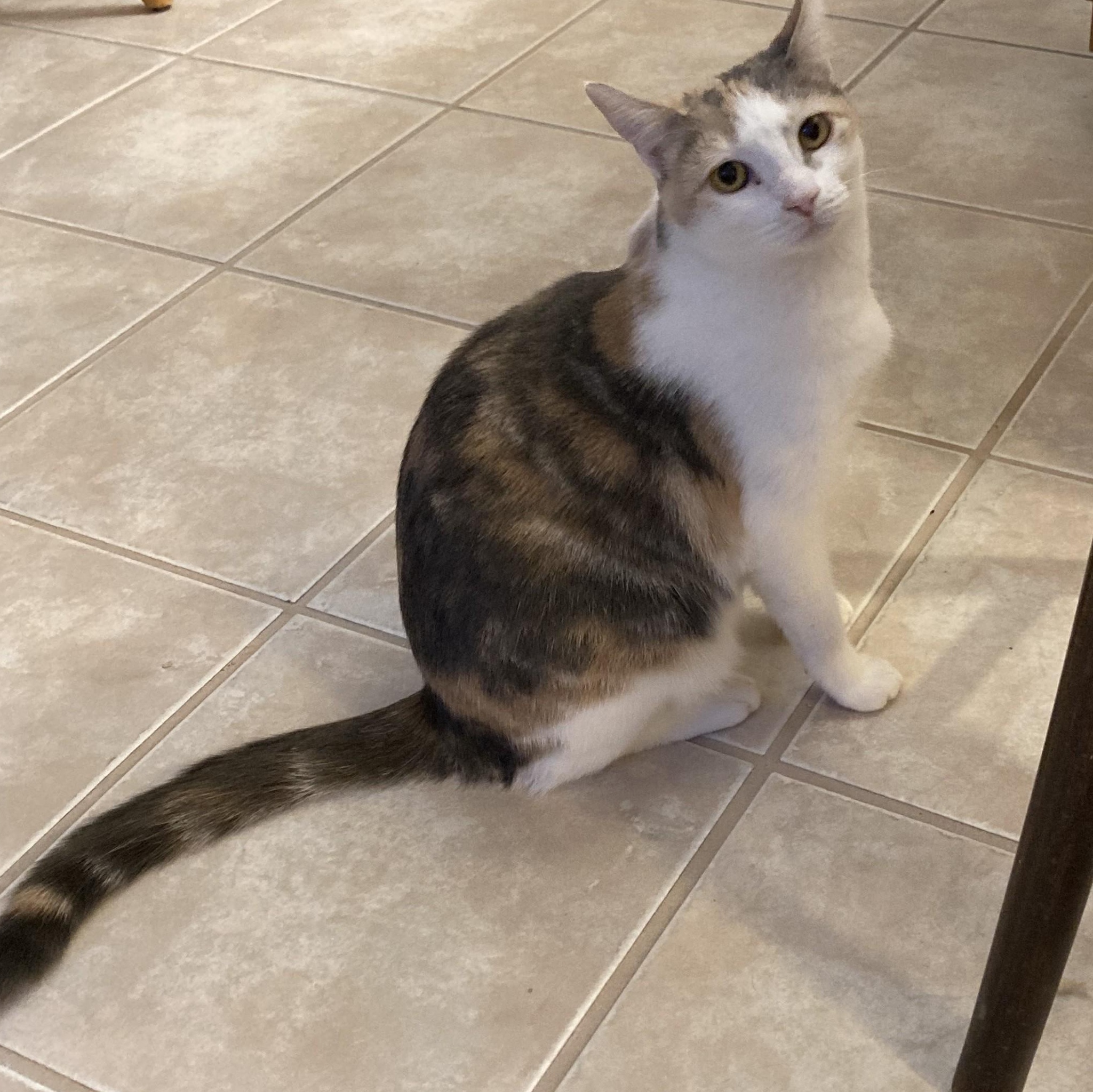 Vera, Adoptable, Young Female Domestic Short Hair.