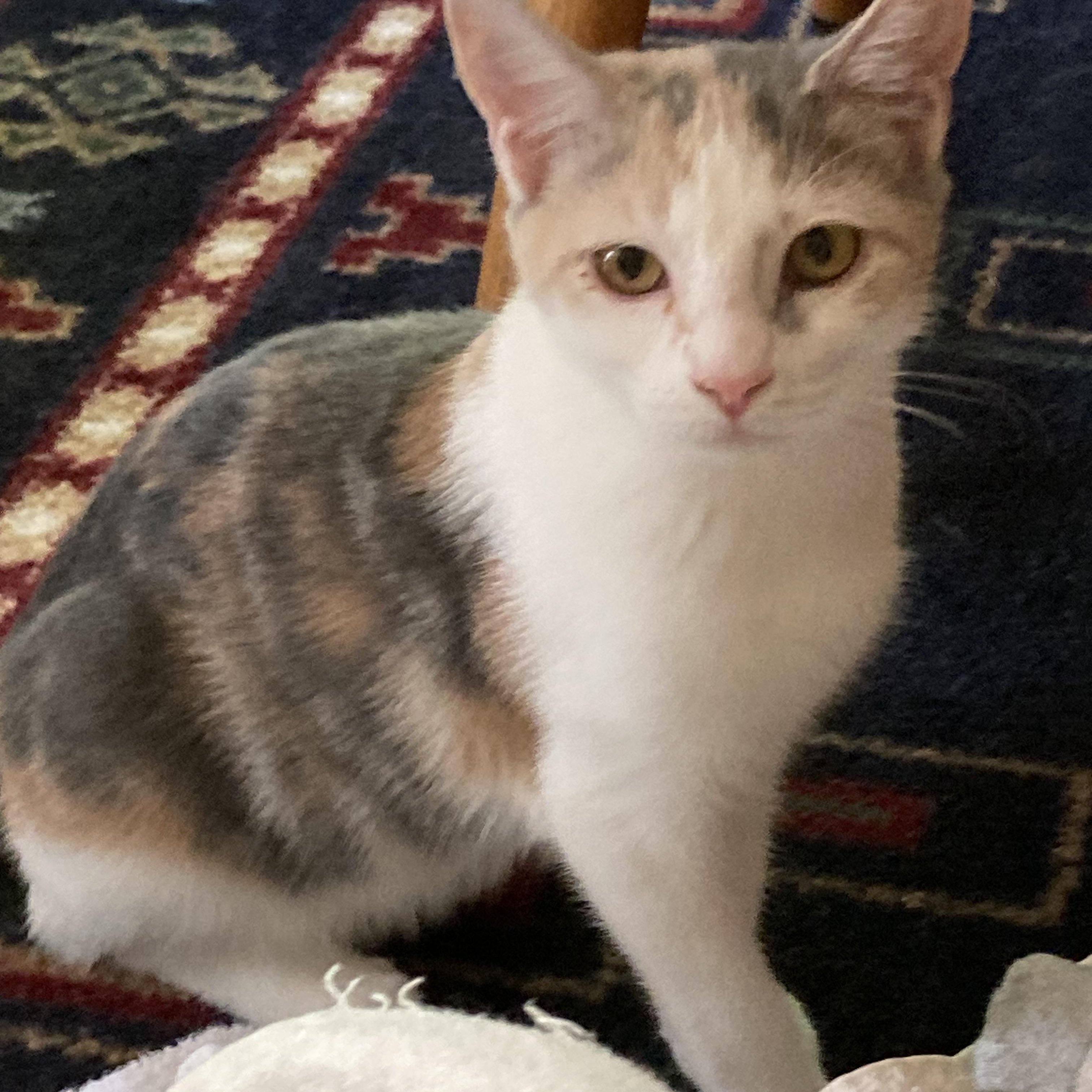 Vera, Adoptable, Young Female Domestic Short Hair.