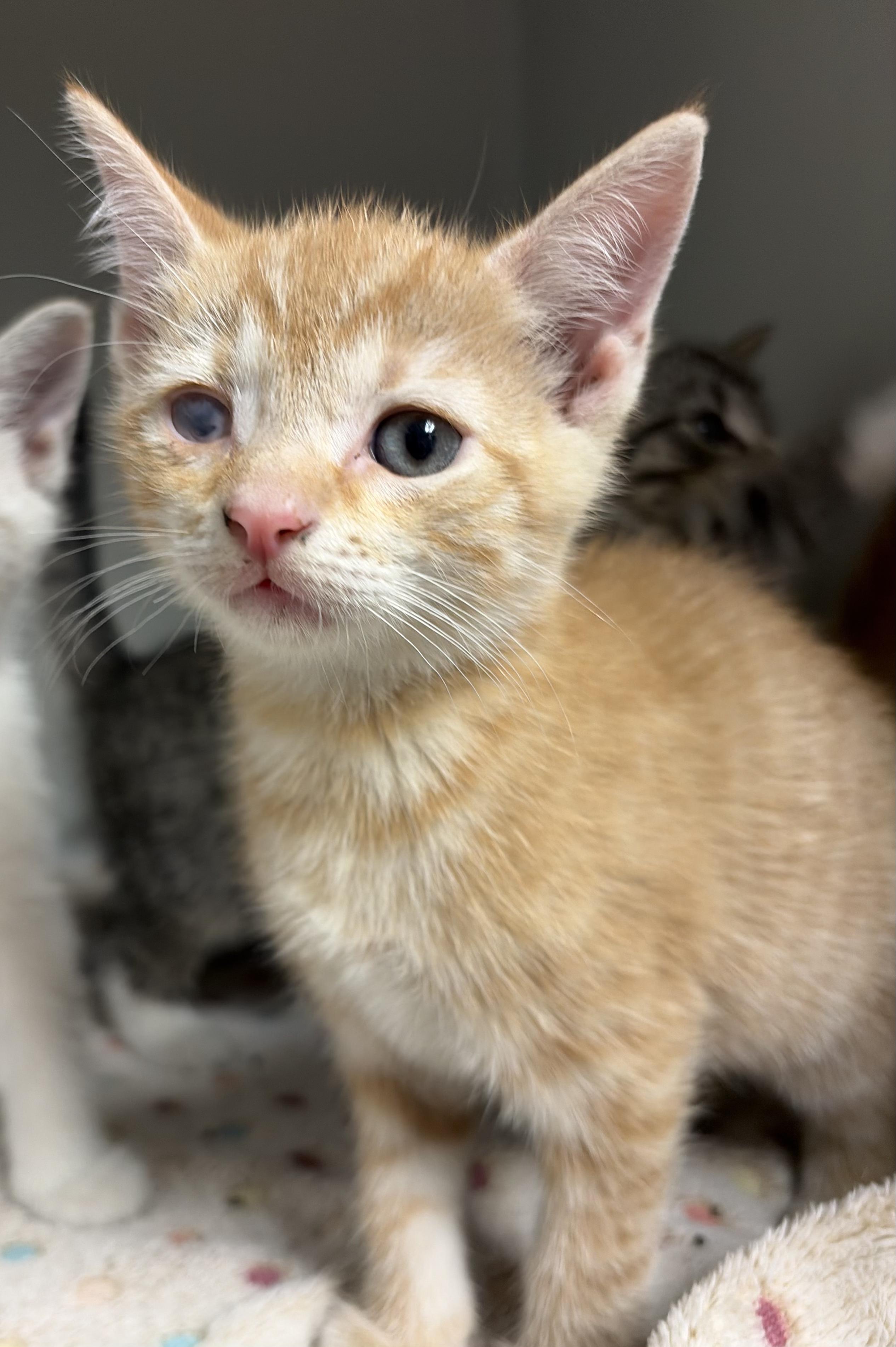 Enlarge Creamsicle, a Adoptable Domestic Short Hair in Gaithersburg, MD image 1/3