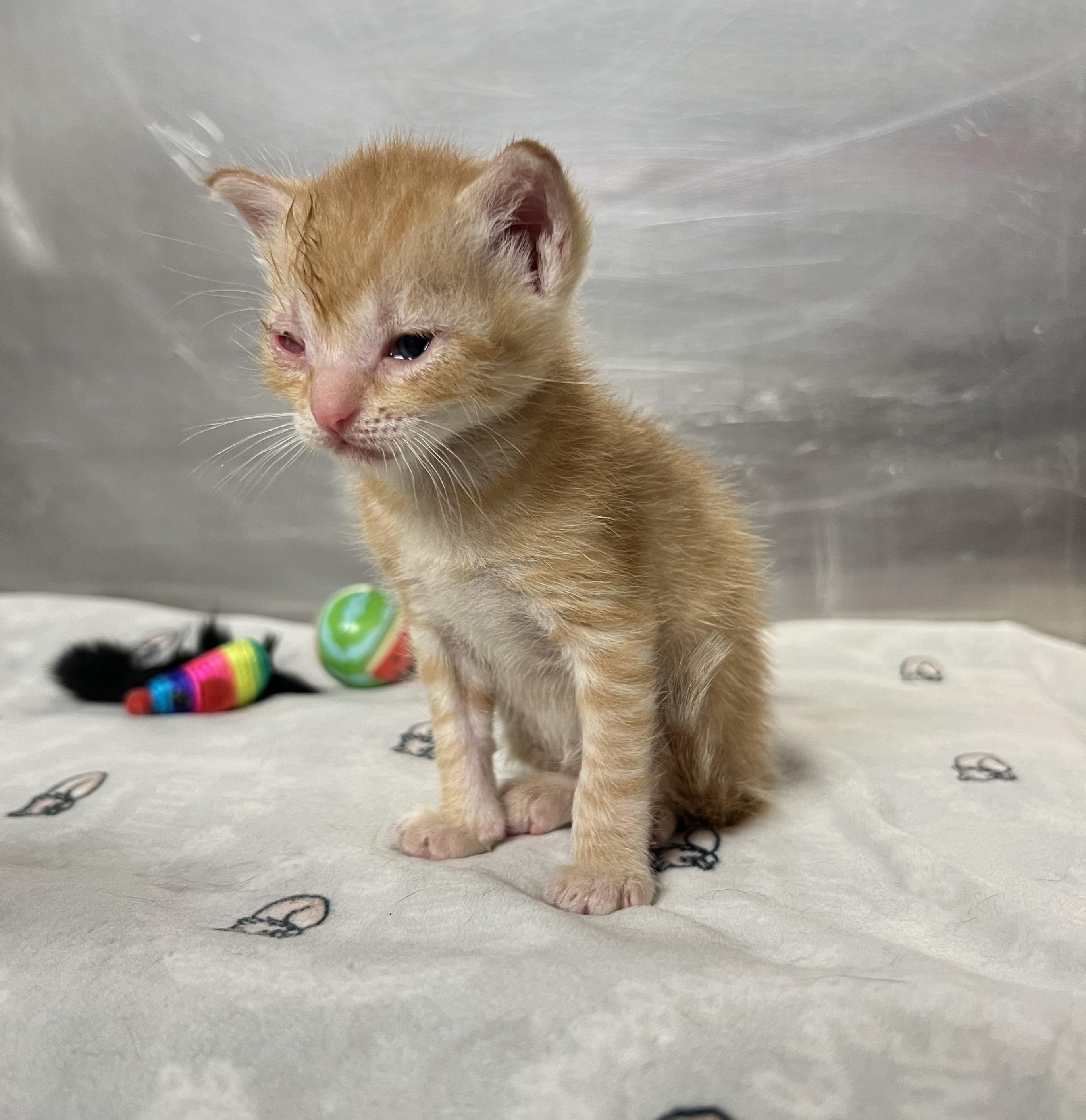 Enlarge Creamsicle, a Adoptable Domestic Short Hair in Gaithersburg, MD image 2/3