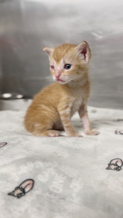 Enlarge Creamsicle, a Adoptable Domestic Short Hair in Gaithersburg, MD video 3/3
