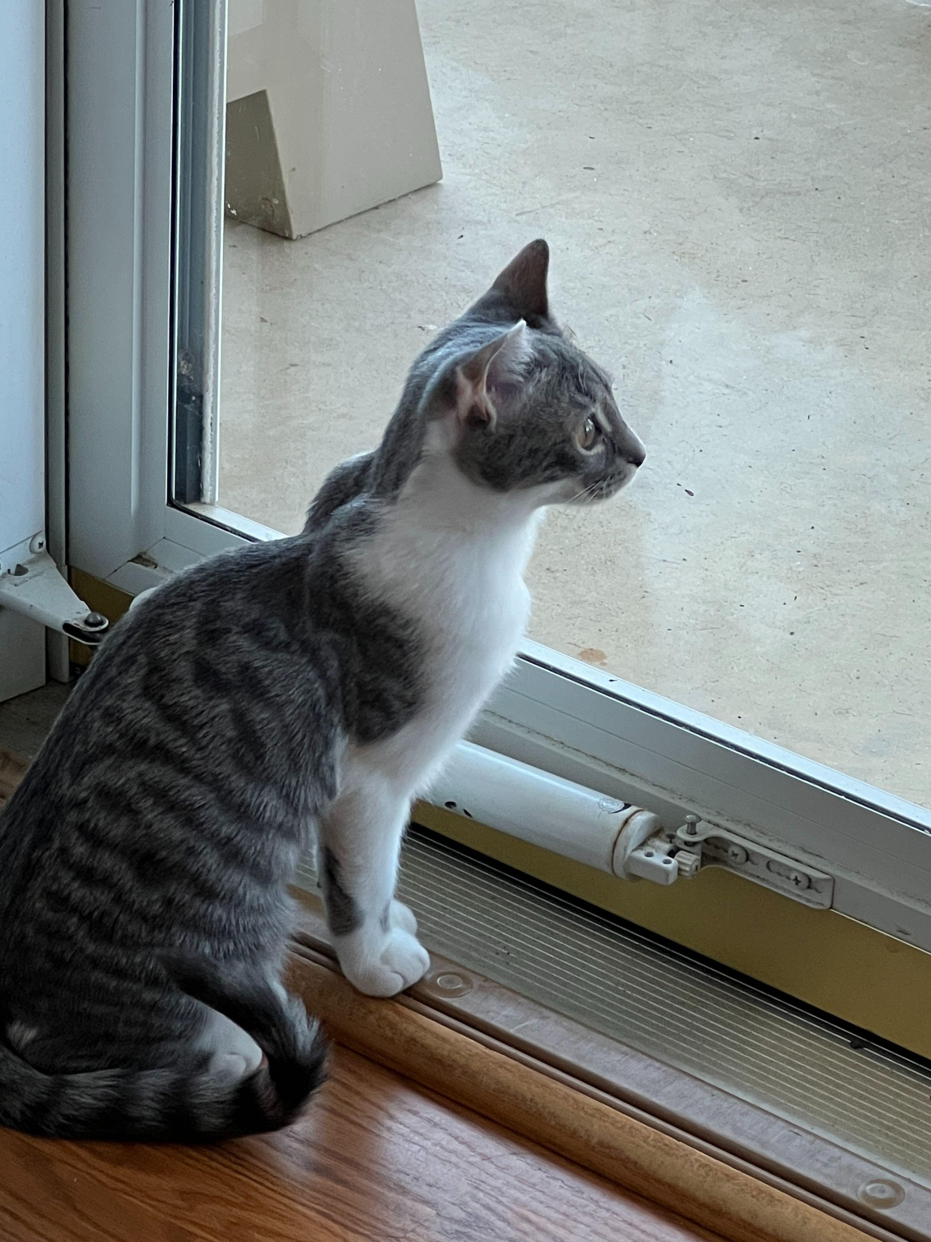 Enlarge Lucyloo, a Adoptable Domestic Medium Hair in Hickory, NC image 3/4