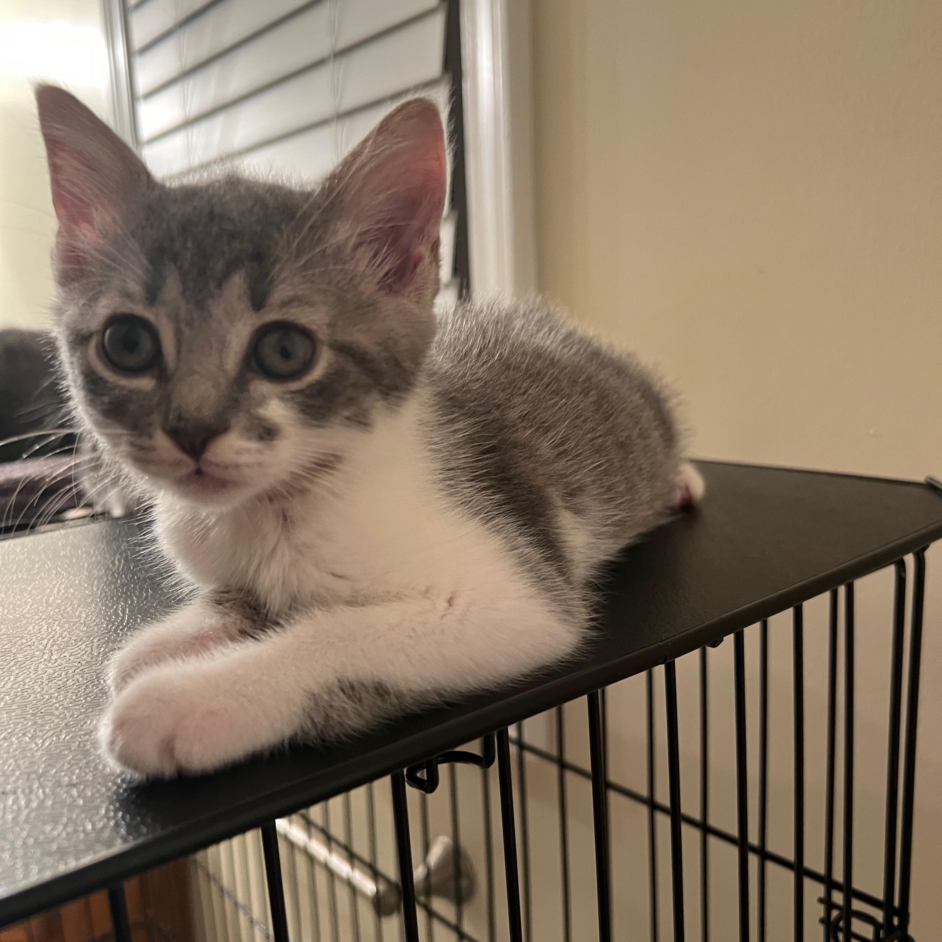 Enlarge Lucyloo, a Adoptable Domestic Medium Hair in Hickory, NC image 2/4