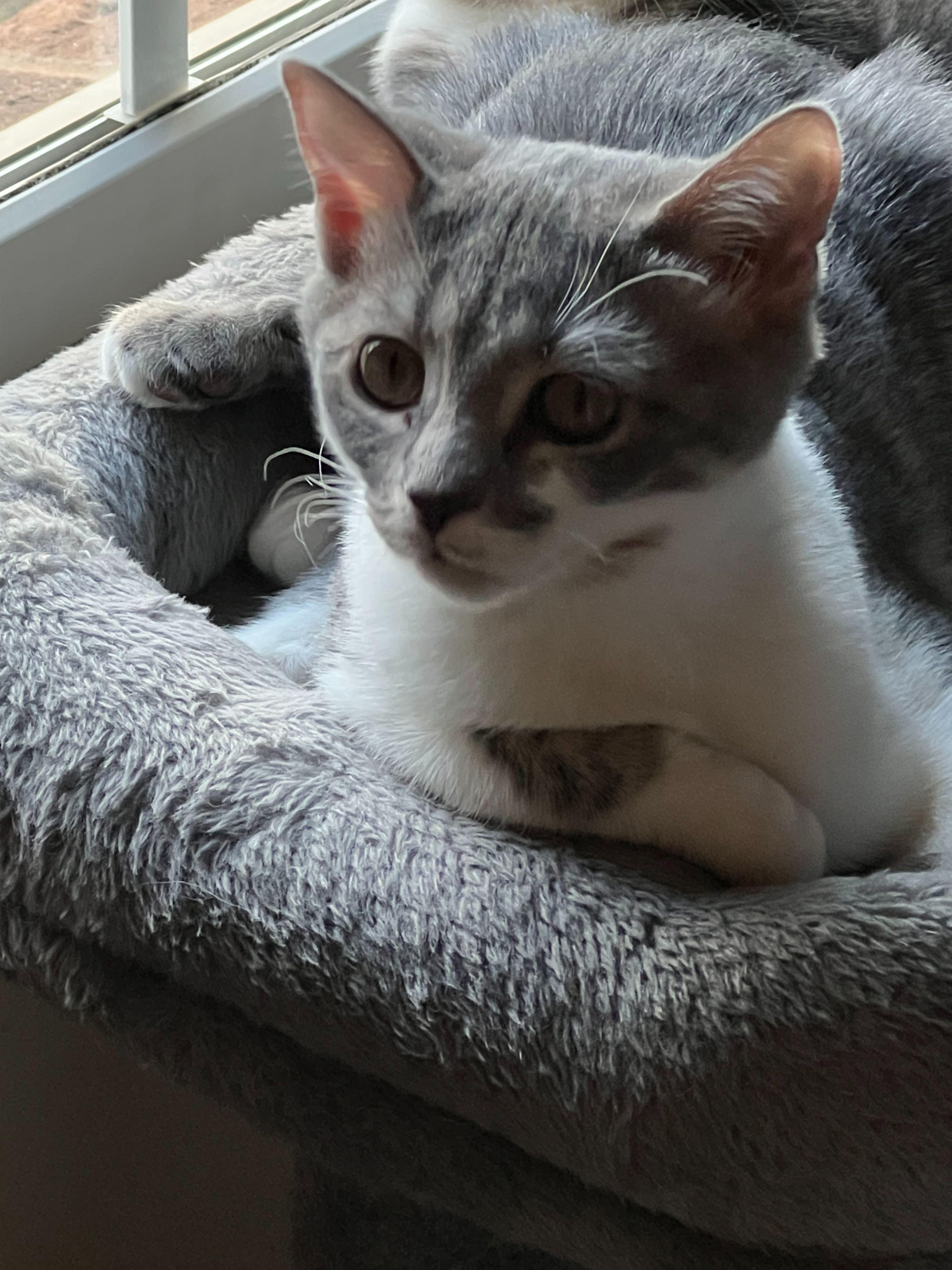 Lucyloo, Adoptable, Kitten Female Domestic Medium Hair.