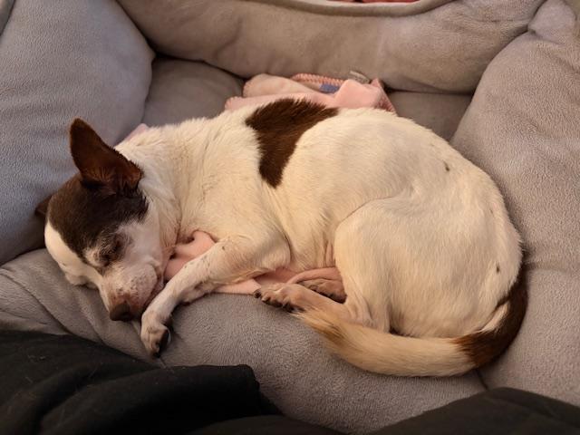 Enlarge Tiki (and Snookie) - Loving Old Ladies, an adopted Chihuahua in Holland, MI image 4/6