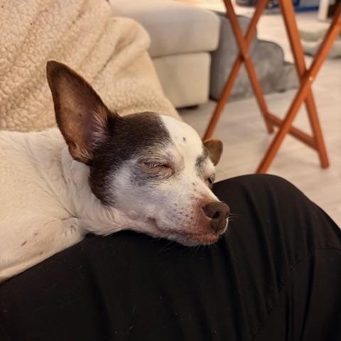 Enlarge Tiki (and Snookie) - Loving Old Ladies, an adopted Chihuahua in Holland, MI image 2/6