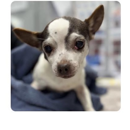 Tiki (and Snookie) - Loving Old Ladies, adopted, Senior Female Chihuahua.