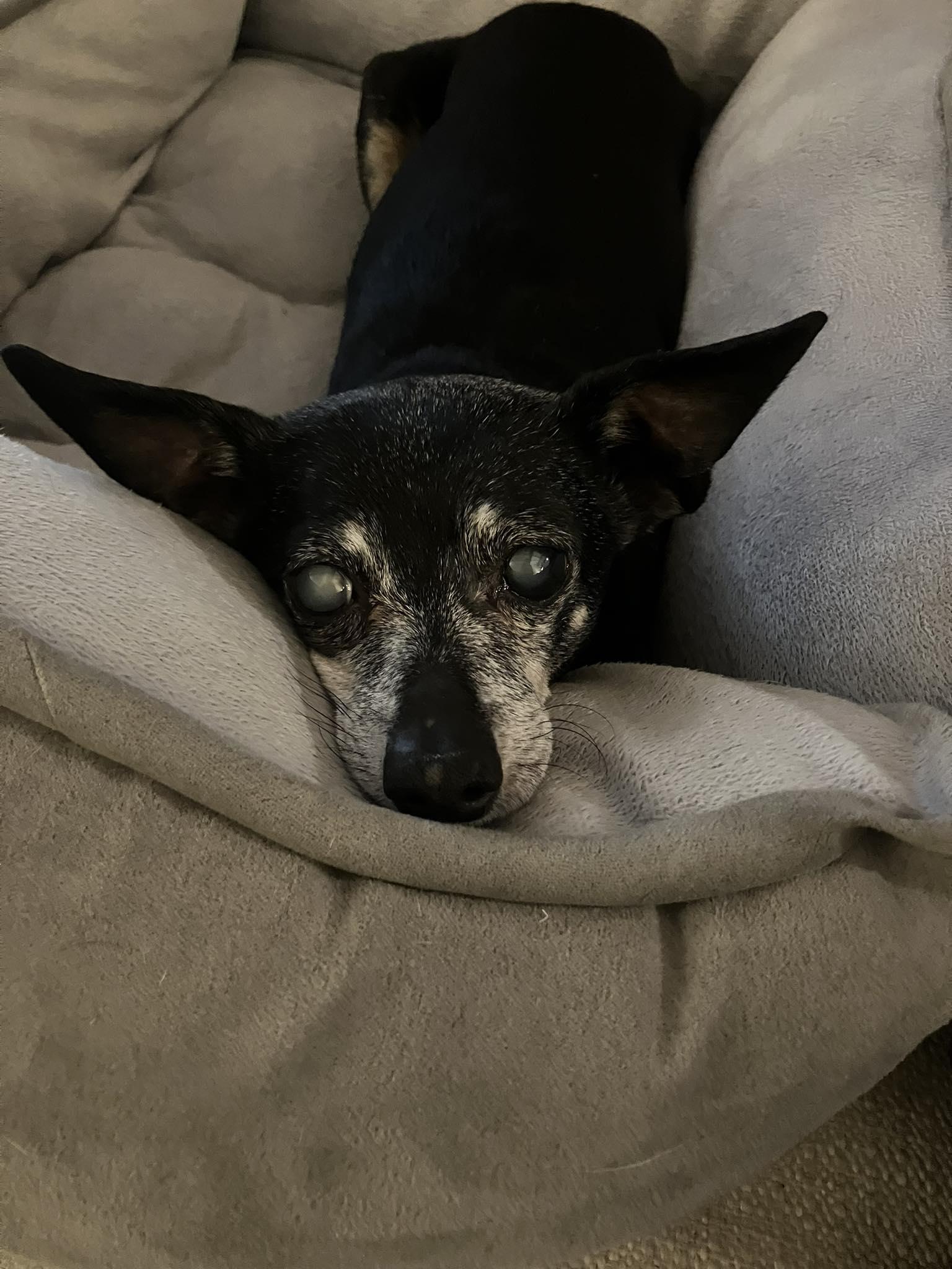 Enlarge Tiki (and Snookie) - Loving Old Ladies, an adopted Chihuahua in Holland, MI image 5/6