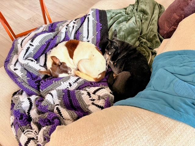 Enlarge Tiki (and Snookie) - Loving Old Ladies, an adopted Chihuahua in Holland, MI image 3/6