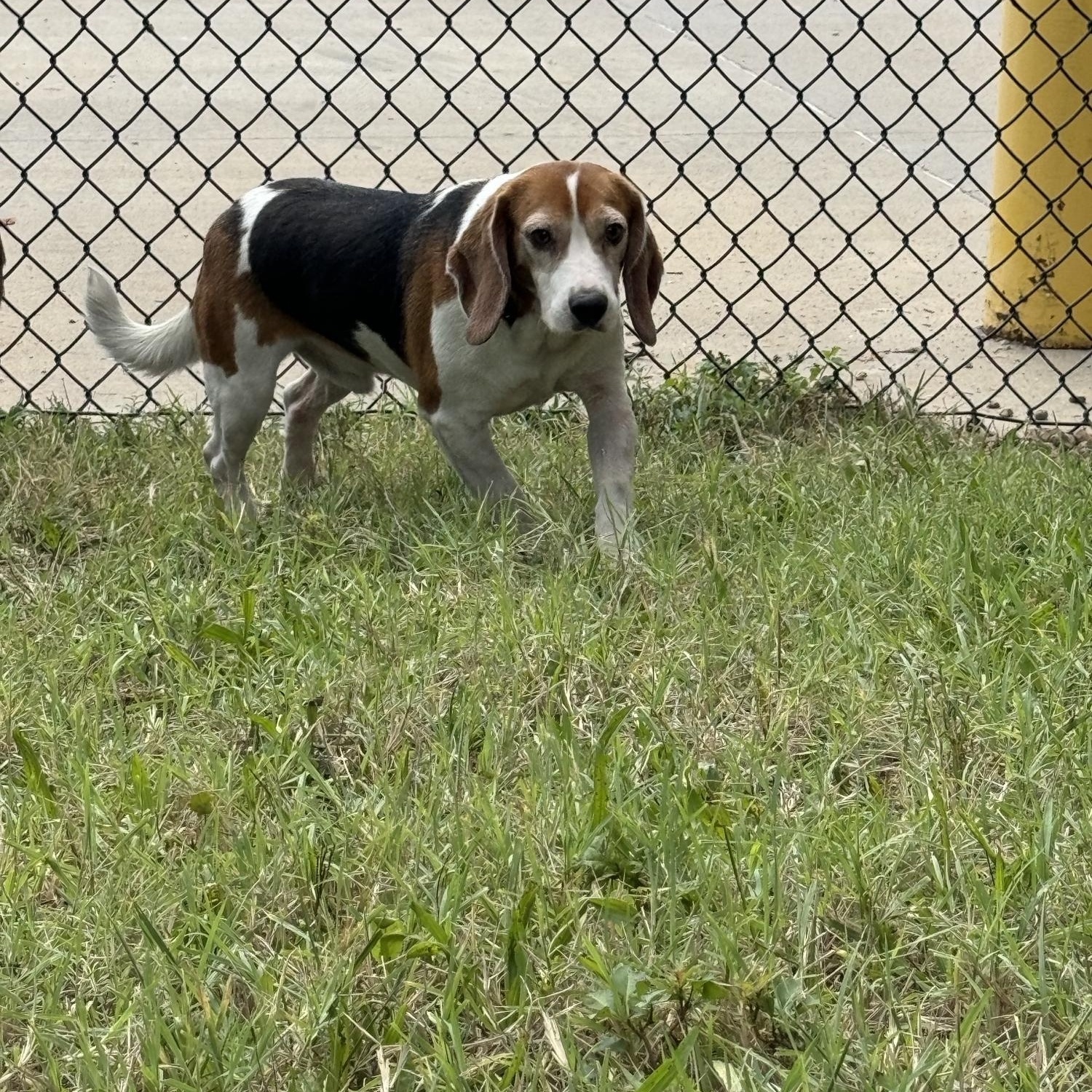 Beevus and Bandit, a Adoptable Beagle in O'Fallon, MO image 1/4