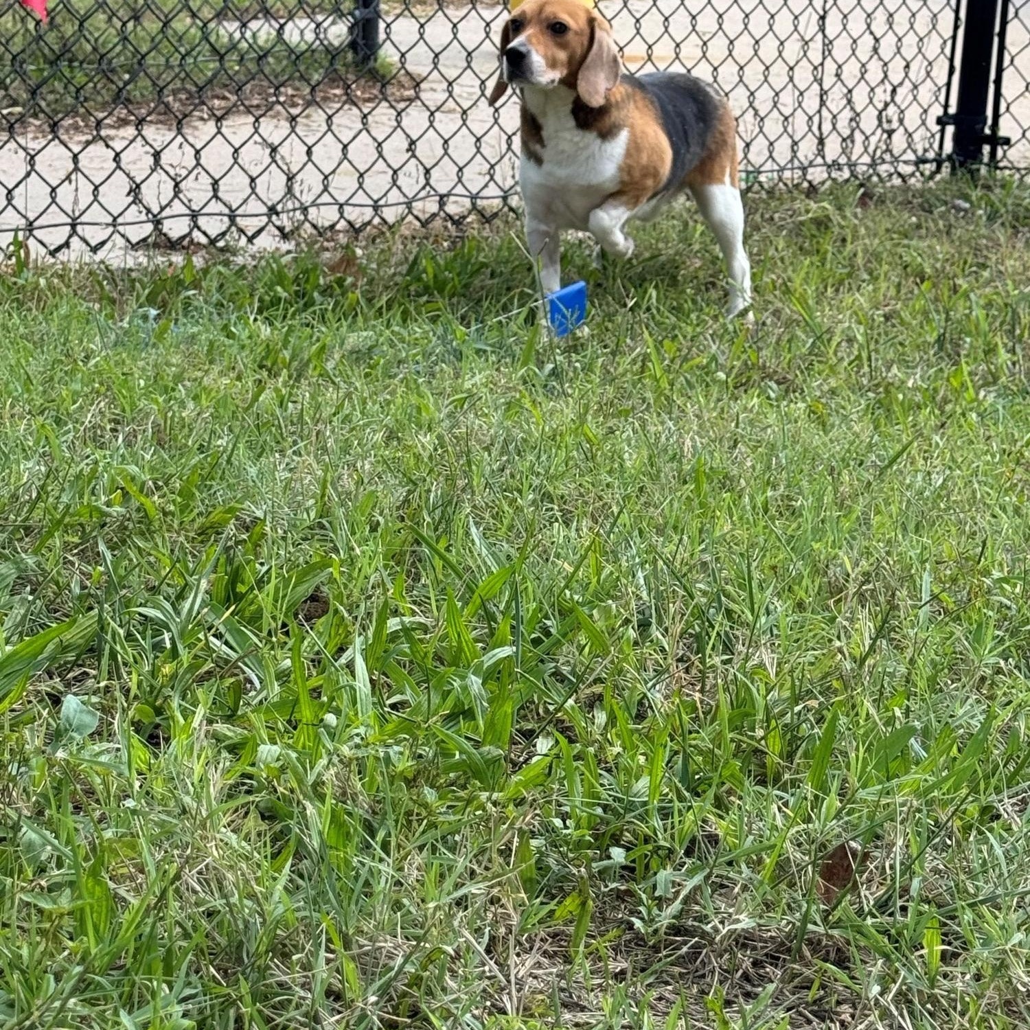 Beevus and Bandit, a Adoptable Beagle in O'Fallon, MO image 2/4