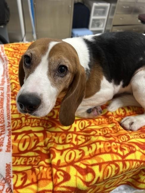 Beevus and Bandit, a Adoptable Beagle in O'Fallon, MO image 3/4