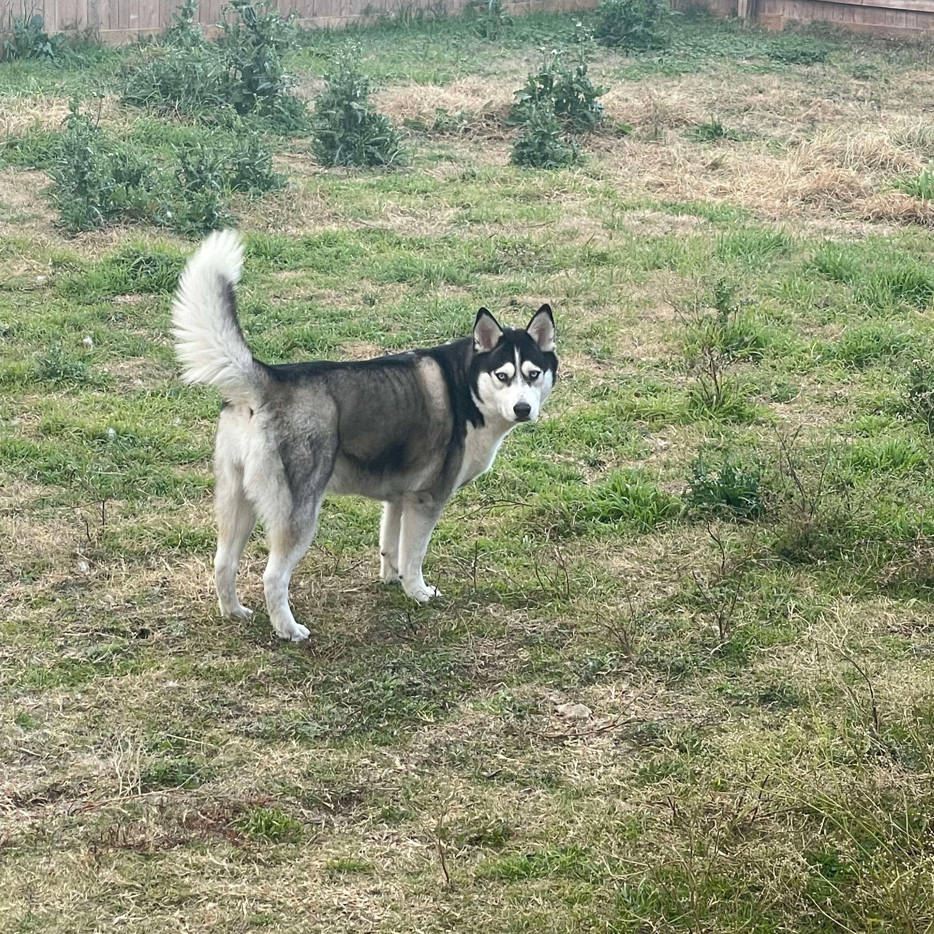 Luna photo 6