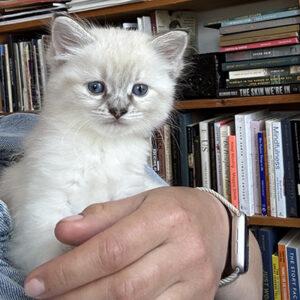 Fonteyn, a ADOPTABLE Siamese in Mississauga, ON image 4/5