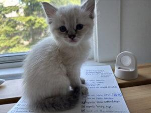 Fonteyn, a ADOPTABLE Siamese in Mississauga, ON image 5/5