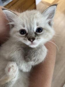 Fonteyn, a ADOPTABLE Siamese in Mississauga, ON image 3/5