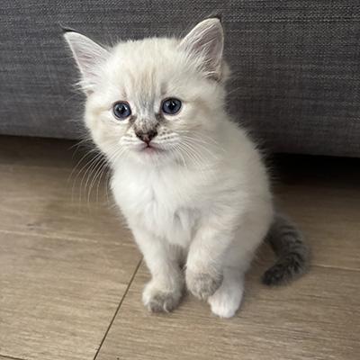 Fonteyn, ADOPTABLE, Kitten Female Siamese.