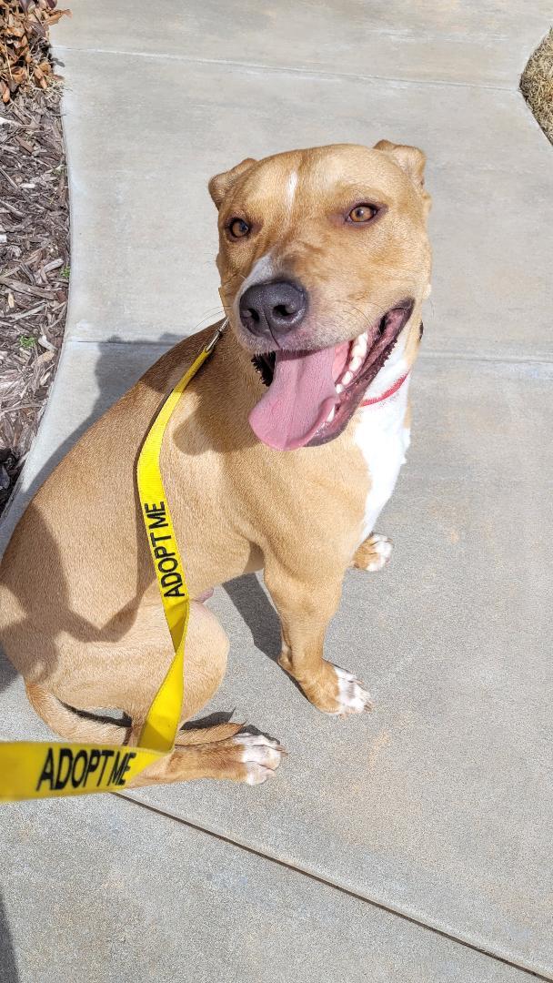 Enlarge Rufus Lucas, a Adoptable mixed breed in Oklahoma City, OK image 1/6
